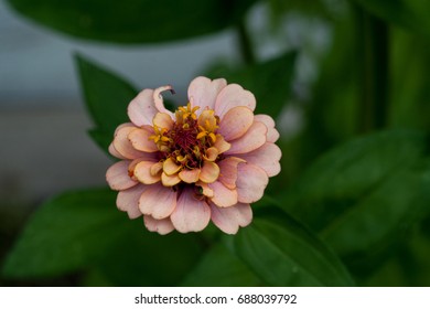 close-up of a flower