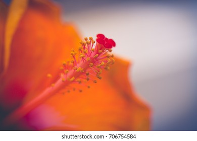 Closeup of a flower