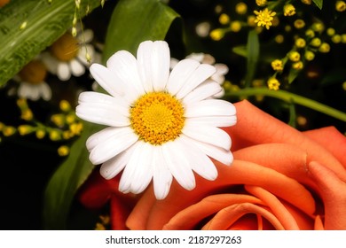 Nahaufnahme eines Blumenarrangements mit Gänseblümchen und Rose