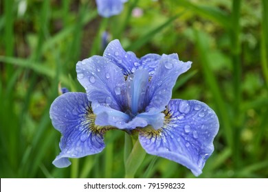 Iris の画像 写真素材 ベクター画像 Shutterstock