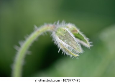 Close-up Of Flower Blossoming Time Lapse. Branch With Blooming Flowers. Details In Nature. Green Nature Bacground, Flowe Background.