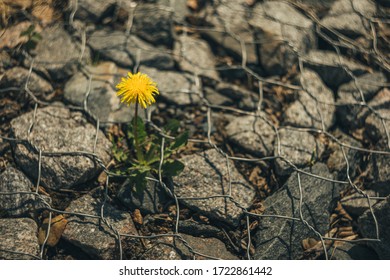 Closeup Flower Breaking Through Stones