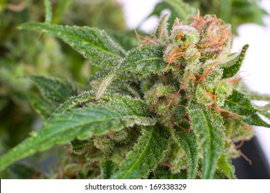 Close-up Flower Bud Marijuana Plant  crystals
