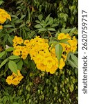 A close-up of a flower called Tecoma stans. Taken in a garden in Smart Village, Cairo-Alexandria Desert Road, Giza, Egypt. Wednesday, April 30, 2025, 2:010:24 PM.
