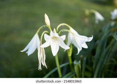 Close-up Of Flower Cartridges, Cala Flower, On A Sunny Afternoon Over A Natural Park