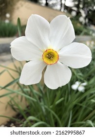 Closeup Of Flower At Grounds For Sculpture