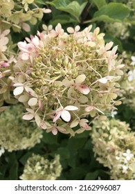 A Closeup Of Flower At Grounds For Sculpture