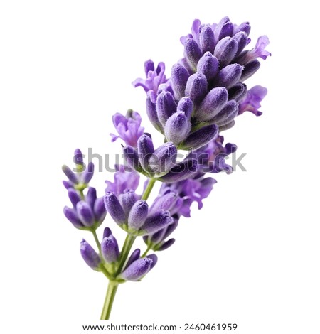 Similar – Image, Stock Photo Lavender Flowers