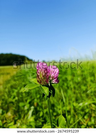 Close-up of the flower and a leaf of a red clover in front of a green meadow, a blue cloudless sky and darkgreen trees on the horizon