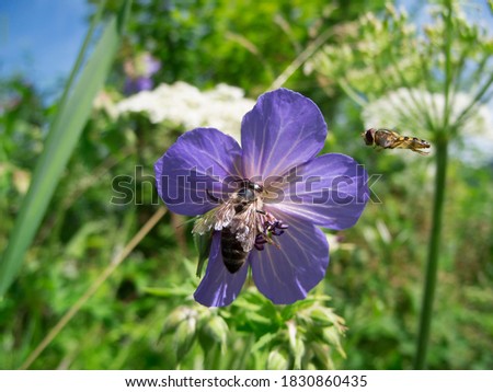 Close-up of a flower of the meadow cranesbill (lat: Geranium pratense) with a bee sitting on it and a flying fly approaching in a shallow depth of field in front of a blurred meadow background.