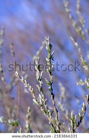 Closeup of a flower in nature and spring time with blue sky background. Beautiful, isolated flowering willow plant grows in the day in the garden. Natural seasonal change bringing about new life