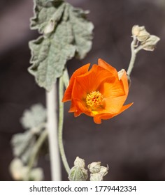 Close-up Flower In Palm Desert, CA