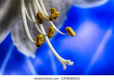 Close-up of a flower pistil in front of blue background
