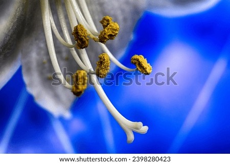 Close-up of a flower pistil in front of blue background