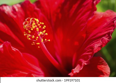 hibiscus up close