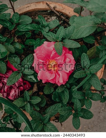 closeup of flower. rose plant. rose flower