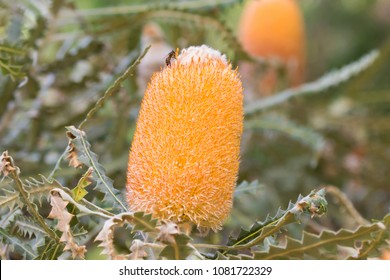 Woolly Orange  Banksia 5 seeds Banksia Victoriae 