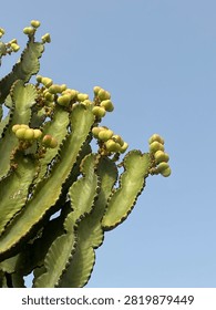 Close-up of a flowering cactus displaying developing seed pods against a clear blue sky. Ideal for botanical, desert, succulent, nature, and plant growth concepts with generous copy space.