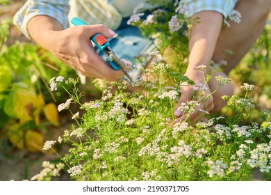 Close-up Of Flowering Cilantro Plant In Vegetable Garden