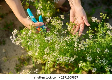 Close-up Of Flowering Cilantro Plant In Vegetable Garden