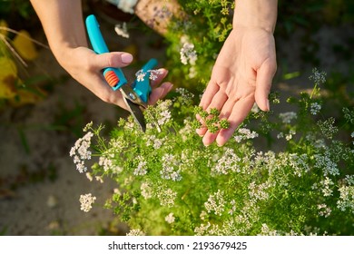 Close-up Of Flowering Cilantro Plant In Vegetable Garden