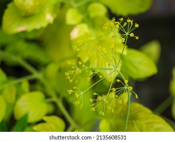 Closeup of flowering dill, Anethum graveolens, with greenery in the background, selective focus