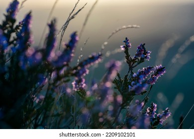 Closeup Of A Flowering Heather Plant In Yorkshire  Landscape At Sunset