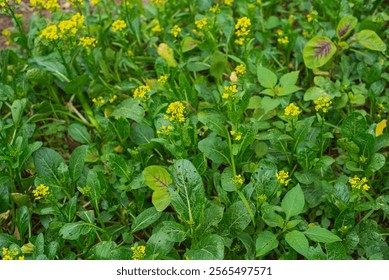 Close-up flowering Kai lan or Chinese broccoli blooming yellow flower at vegetable garden traditional farming in Thai Binh, Vietnam, thick stems, glossy blue green leaves kale leafy greens. Asia