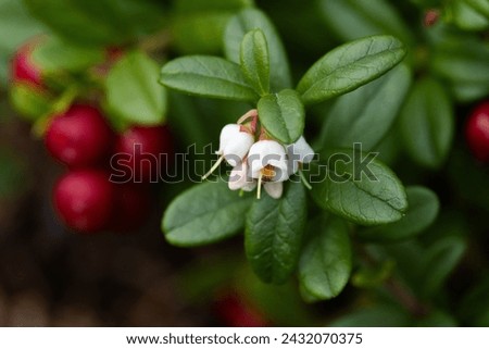 Similar – Image, Stock Photo Blooming evergreen in front of a brick wall