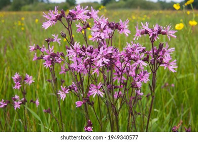 Close-up of flowering Lychnis flos-cuculi or Ragged robin taken from the side on eyelevel of the plants with purple petals in green flowering meadow which may be used for hay cutting or grazing