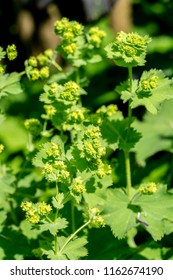 Closeup Of Flowering Lady’s Mantle Plant (Alchemilla)