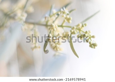 Closeup of a flowering olive tree branch with buds and flowers.