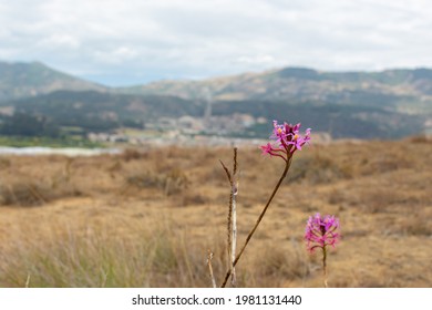 Close-up Of A Flowering Plant And A Small Town In The Background Out Of Focus. Resilience Concept