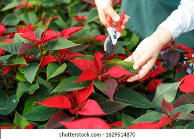 Closeup of flowering Poinsettias pulcherrima with hands of gardener caring for plants