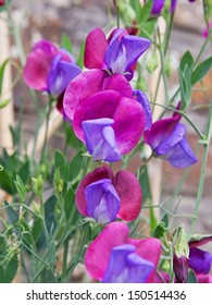 Closeup of a flowering Sweet Pea plant ( Lathyrus odoratus ) of the heritage variety Cupani. It is believed to have been imported to the UK from Italy in the late seventeenth century