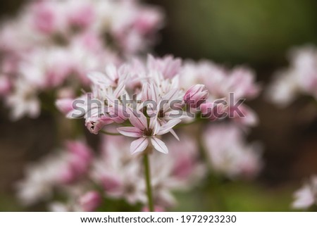 Closeup of the Flowers of Allium 'Cameleon' in spring