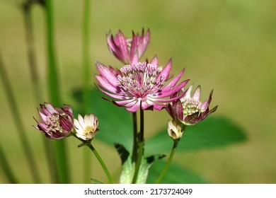 Closeup Flowers of Astrantia major 'Primadonna', the great masterwort, family Apiaceae. July, in a Dutch garden. Blurred lawn on the background.                                - Shutterstock ID 2173724049