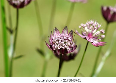 Closeup Flowers of Astrantia major 'Primadonna', the great masterwort, family Apiaceae. July, in a Dutch garden. Blurred lawn on the background.	                               - Shutterstock ID 2173848761
