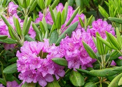 Close-up Of The Flowers Of Catawba Rhododendron, Rhododendron Catawbiense, A Broadleaf Evergreen With A Native Range In The Southeastern US Growing Mainly In The Southern Appalachian Mountains. 