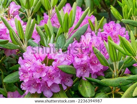 Close-up of the flowers of Catawba Rhododendron, Rhododendron catawbiense, a broadleaf evergreen with a native range in the southeastern US growing mainly in the southern Appalachian mountains. 