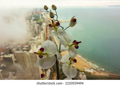 Closeup of Flowers in Chicago with Lake Shore Drive in Background