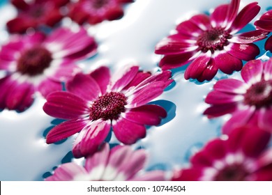 Floating Flowers In Water Images Stock Photos Vectors Shutterstock