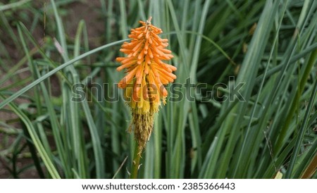 Closeup of flowers of Kniphofia linearifolia also known as Common red hot poker, Candy Corn Flower