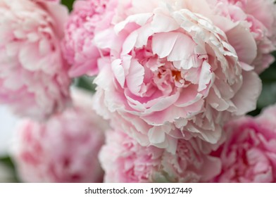 Close-up of flowers Pink peonies . Beautiful peony flower for catalog or online store. Floral shop concept . Beautiful fresh cut bouquet. Flowers deliver.