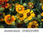 Closeup of flowers of Sneezeweed (Helenium 