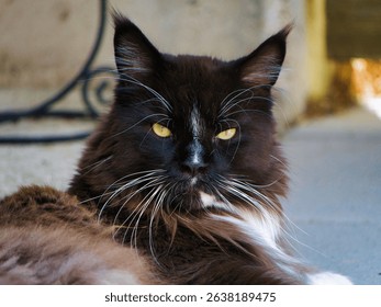 Close-up of a fluffy black and white cat with striking yellow eyes lounging outdoors.