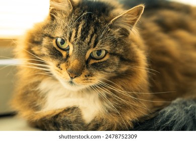 Close-Up of Fluffy Cat with Green Eyes. Beautiful Long-Haired Cat with Intense Gaze - Powered by Shutterstock