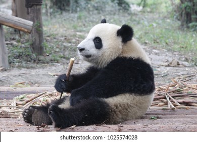 giant fluffy panda