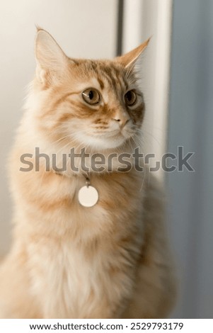A close-up of a fluffy orange cat with sharp, golden eyes, wearing a collar with a blank, round tag