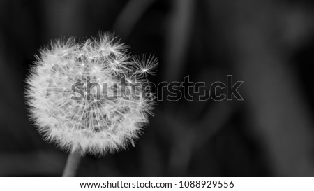 Close-up of fluffy overblown dandelion head. Taraxacum officinale. Beautiful black and white blowball with fragile seeds. Dark sad background with copy space. Selective focus.